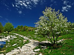 02 Passeggiata al monte Antola da Bavastrelli - 6843 - ph Enrico Pelos