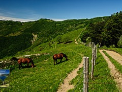 15 Passeggiata al Pian della Cavalla - 2391- ph Enrico Pelos